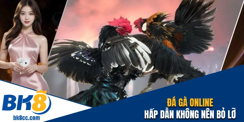 Đá gà online hấp dẫn không nên bỏ qua